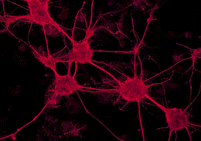 neuron-01.gif